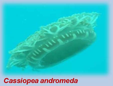 cassiopea andromeda jellyfish