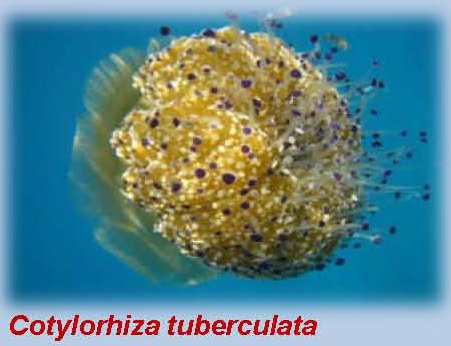 cotylorhiza tuberculata jellyfish