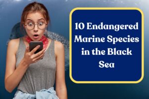 10 Endangered Marine Species in the Black Sea: All You Need to Know!