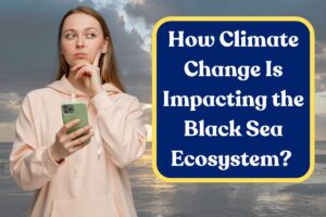 How Climate Change Is Impacting the Black Sea Ecosystem? All You Need to Know