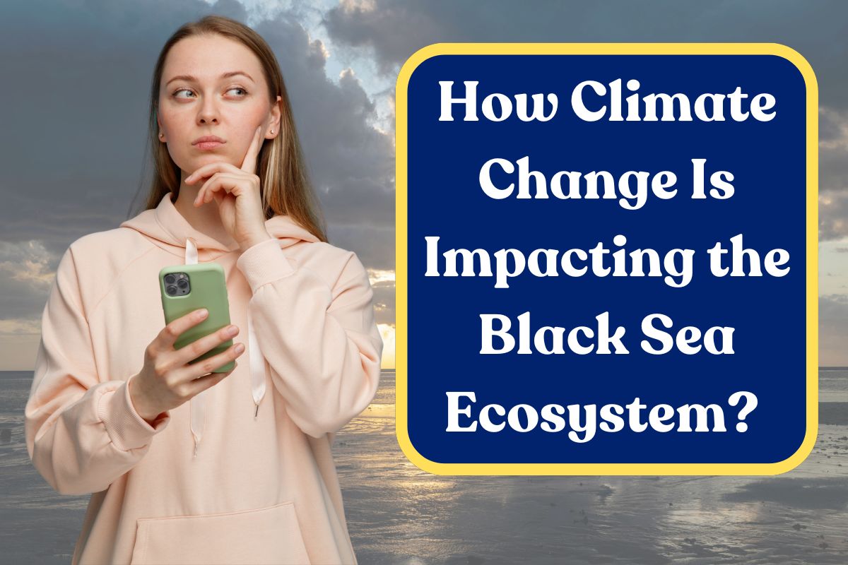 How Climate Change Is Impacting the Black Sea Ecosystem? All You Need to Know