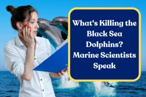 What’s Killing the Black Sea Dolphins? Marine Scientists Speak